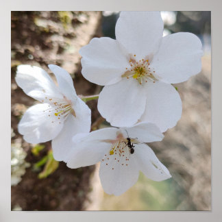 桜 Cherry Blossom Close-Up Photography Poster