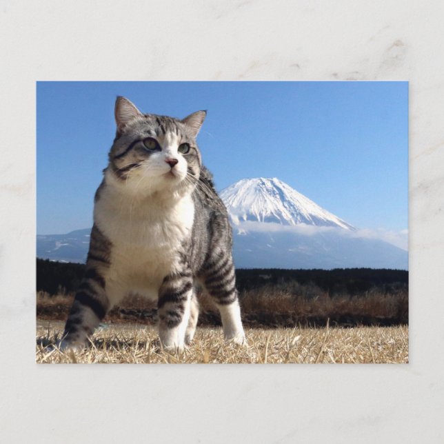 野良猫ニャン吉【いよっ日本一！】 POSTCARD (Front)