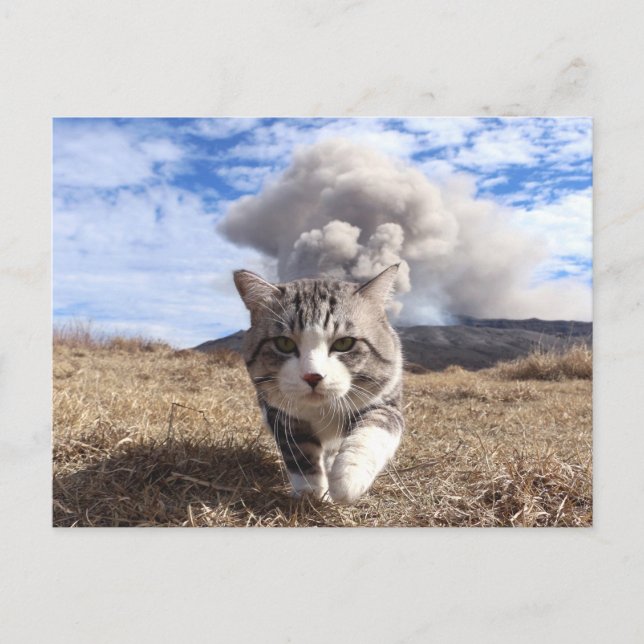 野良猫ニャン吉【活動期】 POSTCARD (Front)