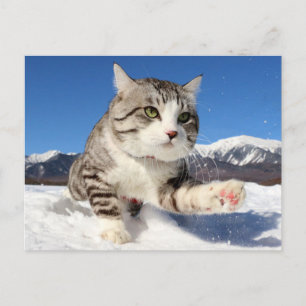 野 良 猫 ニ ャ ン 吉 ! 肉! POSTCARD