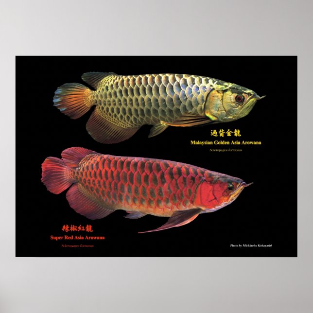 金と赤のAsian Arowana Poster (Front)