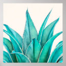Search for agave posters Succulents