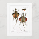 Search for lizards postcards Nature