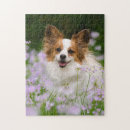 Search for papillon puzzles Dog