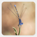 Search for damselfly stickers Nature