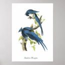 Search for audubon posters Birds