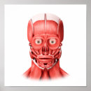 Search for face anatomy posters Human body parts