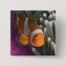 Search for anemone badges Clownfish