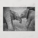 Search for elephant calf postcards Africa