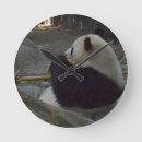 Search for panda bear clocks Nature