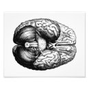 Search for brain anatomy posters Neuroscience
