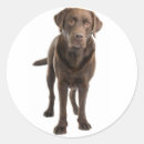 Search for chocolate labrador retriever stickers Puppy