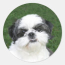 Search for shih tzu stickers Animal