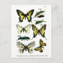 Search for nemo postcards Nature