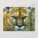 Search for cougar postcards Puma
