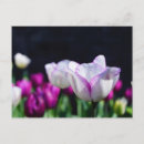 Search for delight postcards Tulips