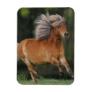 Search for miniature horse magnets Running