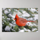 Search for cardinals in winter posters Avian