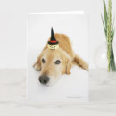 Search for golden retriever halloween cards Dog
