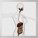 Search for human digestive system posters Biomedical illustrations
