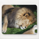 Search for lion mousepads Photography