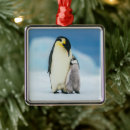 Search for animals of the wild christmas tree decorations Antarctica
