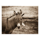 Search for donkey gifts Photography