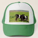 Search for belted galloway accessories Cow