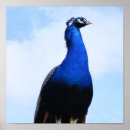 Search for blue peacock bird posters Beautiful