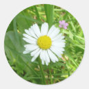 Search for white daisy stickers Pretty