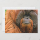 Search for borneo cards Primates