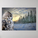 Search for owl portrait posters Beak