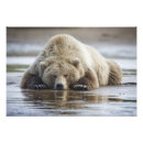Search for ursus arctos posters Brown bear