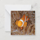 Search for anemone note cards Clown fish