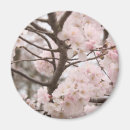 Search for blossom round magnets Sakura