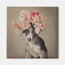 Search for heeler magnets Animals