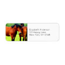 Search for draught horses Work horse