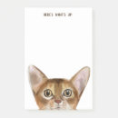 Search for abyssinian cat Funny