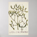 Search for herbal posters Illustration