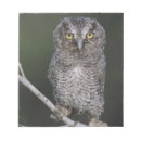 Search for otus asio Grey
