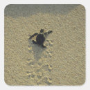 Search for green turtle stickers Baby