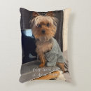 Search for teacup yorkie Yorkshire terrier