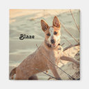 Search for herd dog magnets Sheep