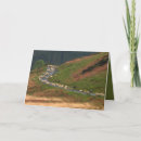 Search for flocking sheep cards Wool