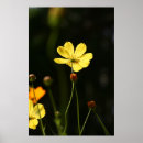 Search for backlighting posters Beautiful