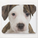 Search for pitbull mousepads Animal