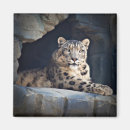 Search for snow leopard magnets Cat