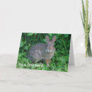 Search for wild photo cards Animal
