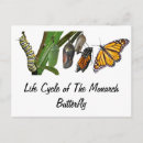 Search for life cycle postcards Chrysalis