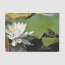 Search for frog tissue paper Craft